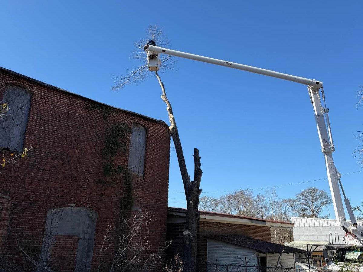 El Costeño Tree Service LLC